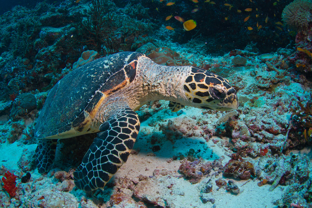 Hawksbill