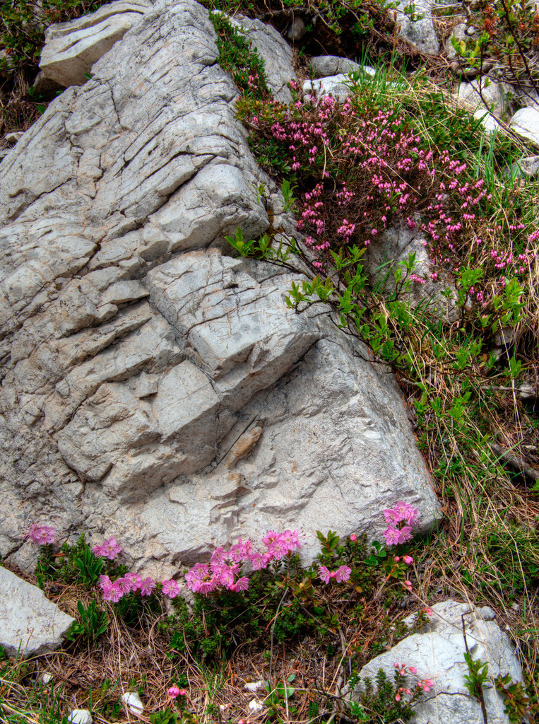 Spring Heath reference