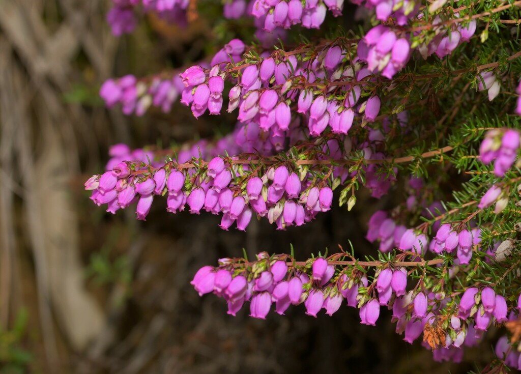 Bell Heather reference