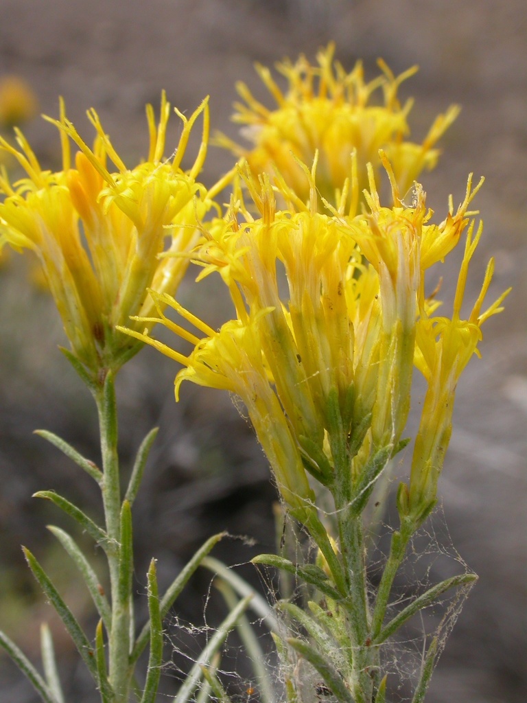 Rubber Rabbitbrush reference
