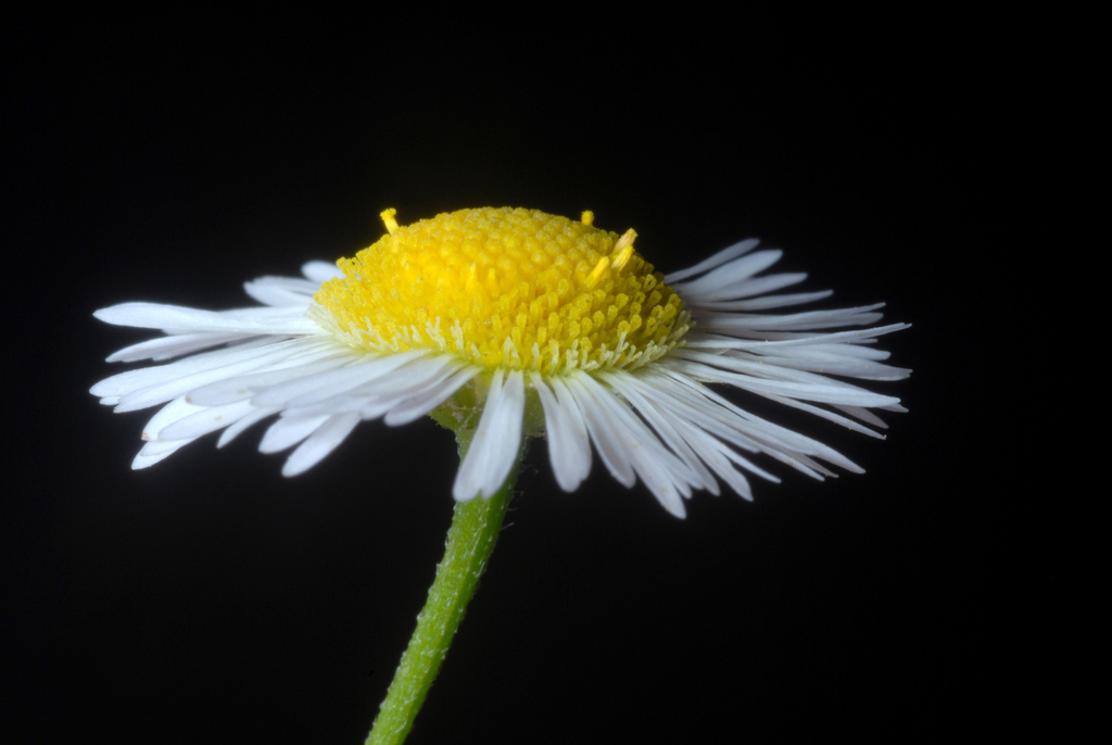 Annual Fleabane reference