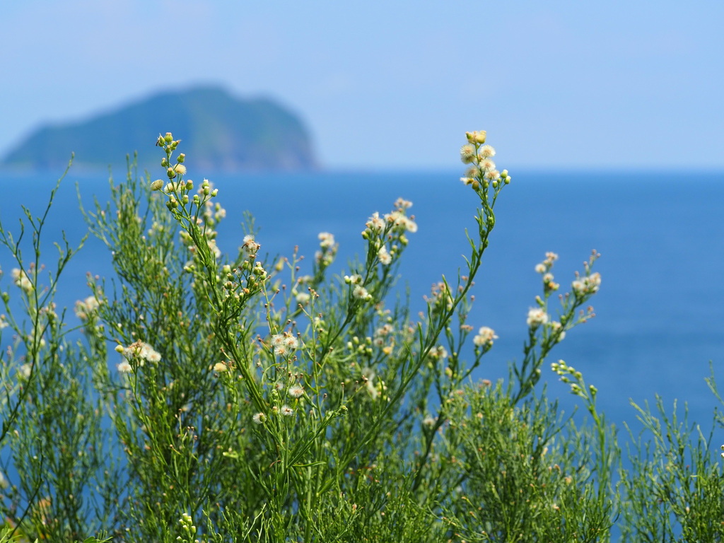 Flax-leaved Horseweed reference