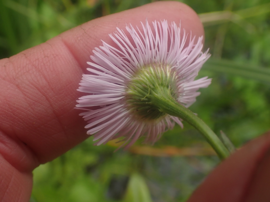 Philadelphia Fleabane reference