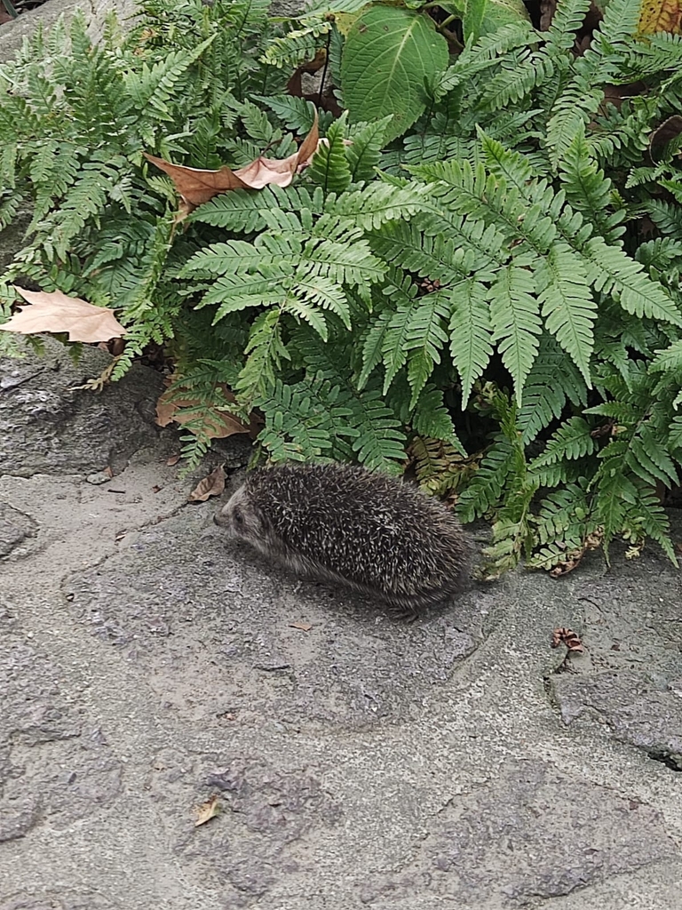Amur Hedgehog reference