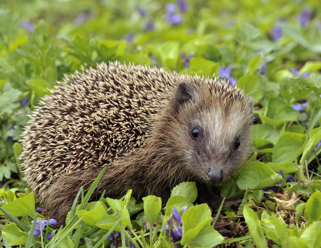 Common Hedgehog reference
