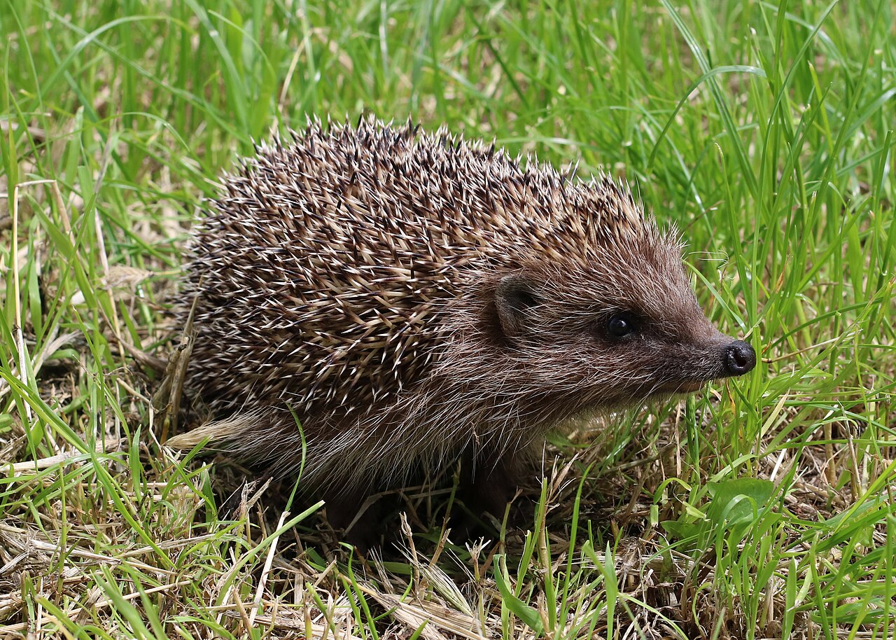 Northern White-breasted Hedgehog reference