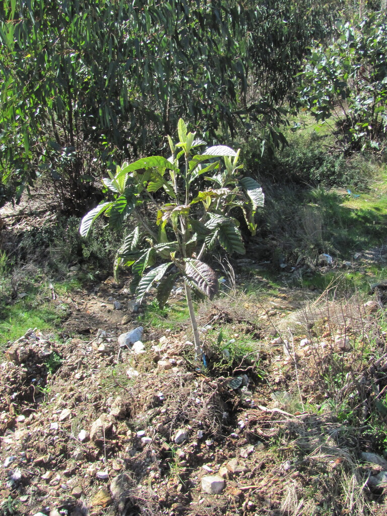 Loquat reference