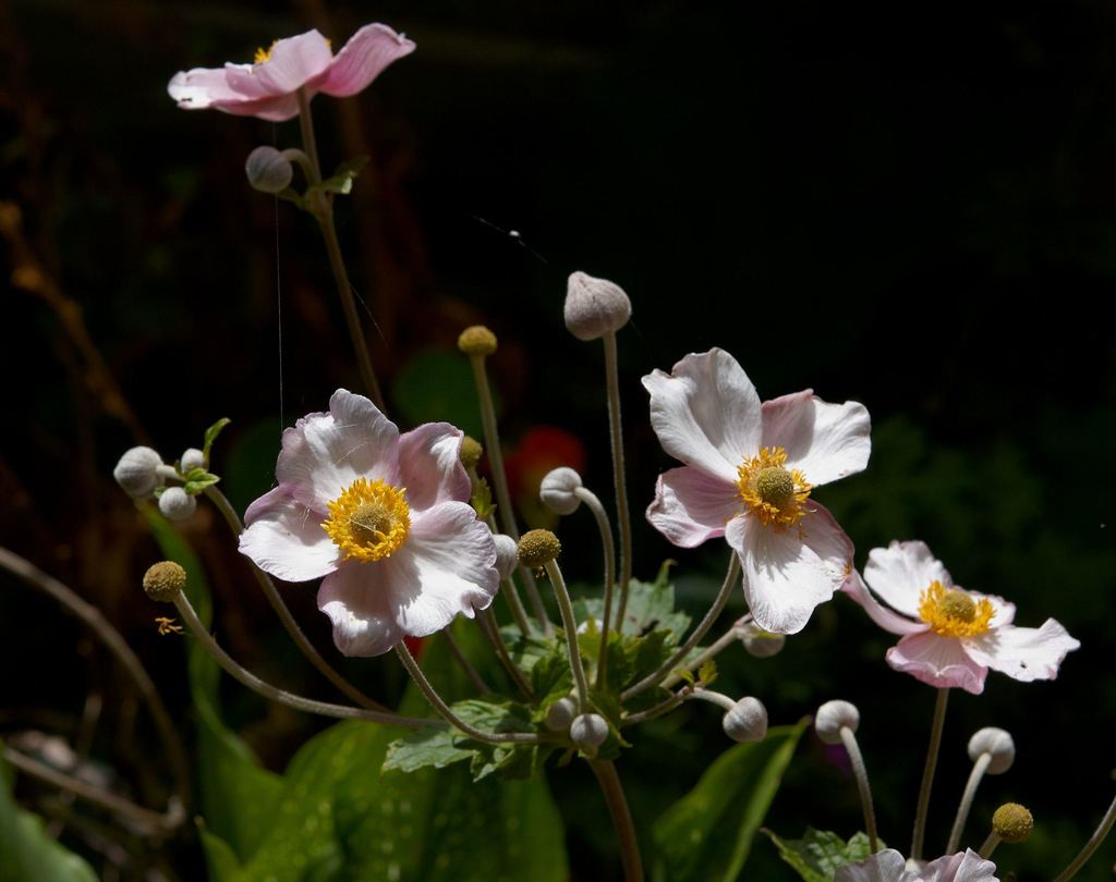 Grape-leaved Anemone reference