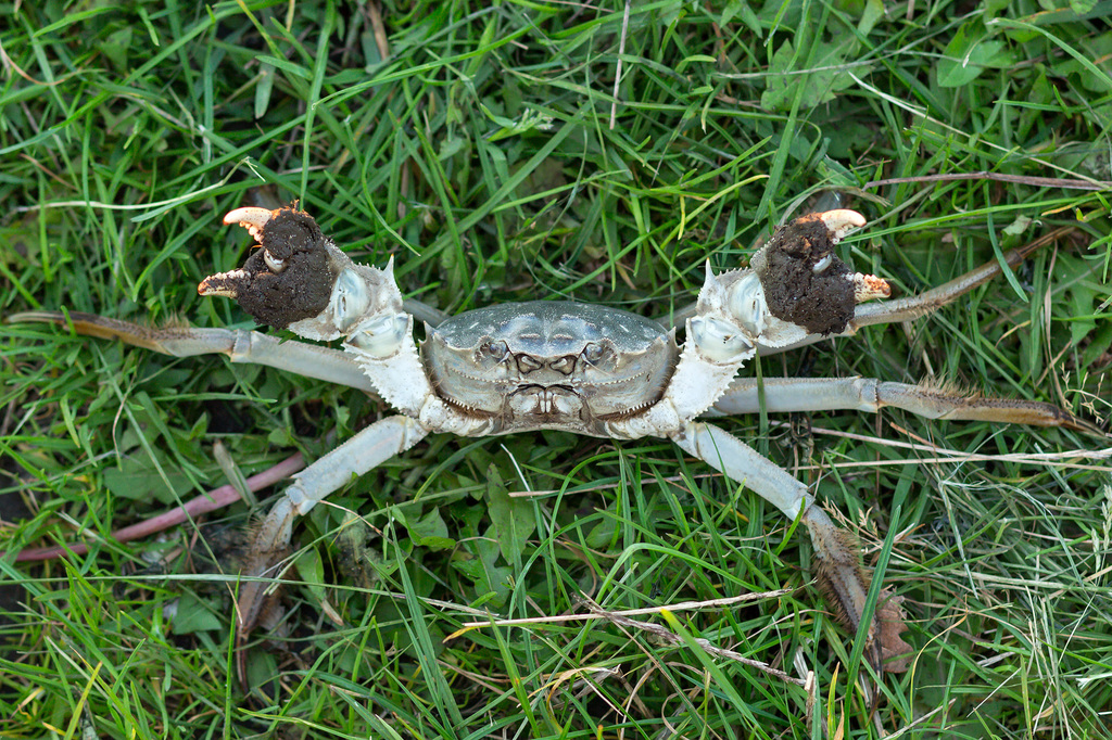 Chinese Mitten Crab reference