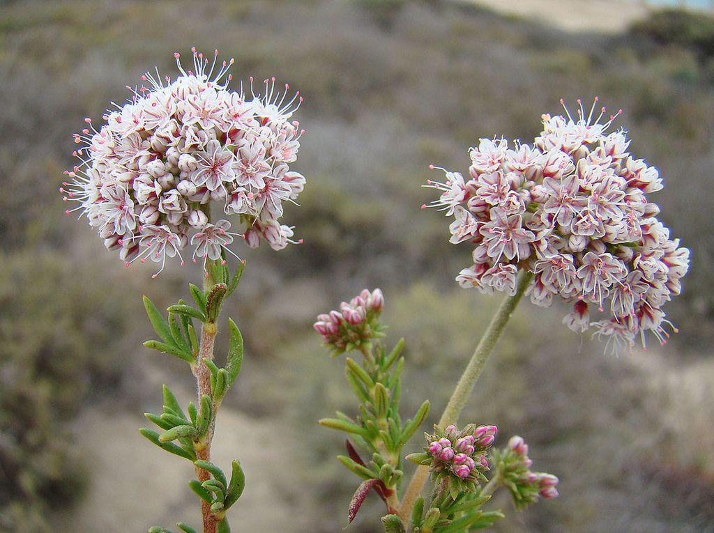California Buckwheat reference