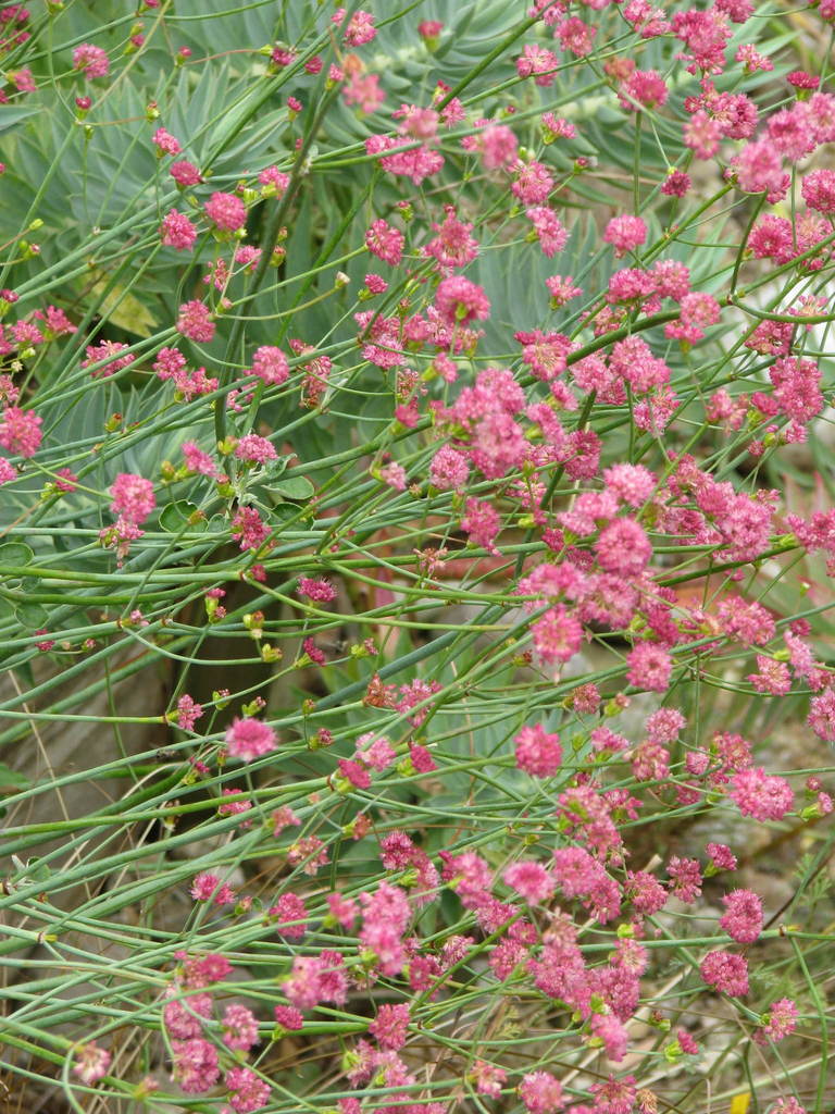 Redflower Buckwheat reference