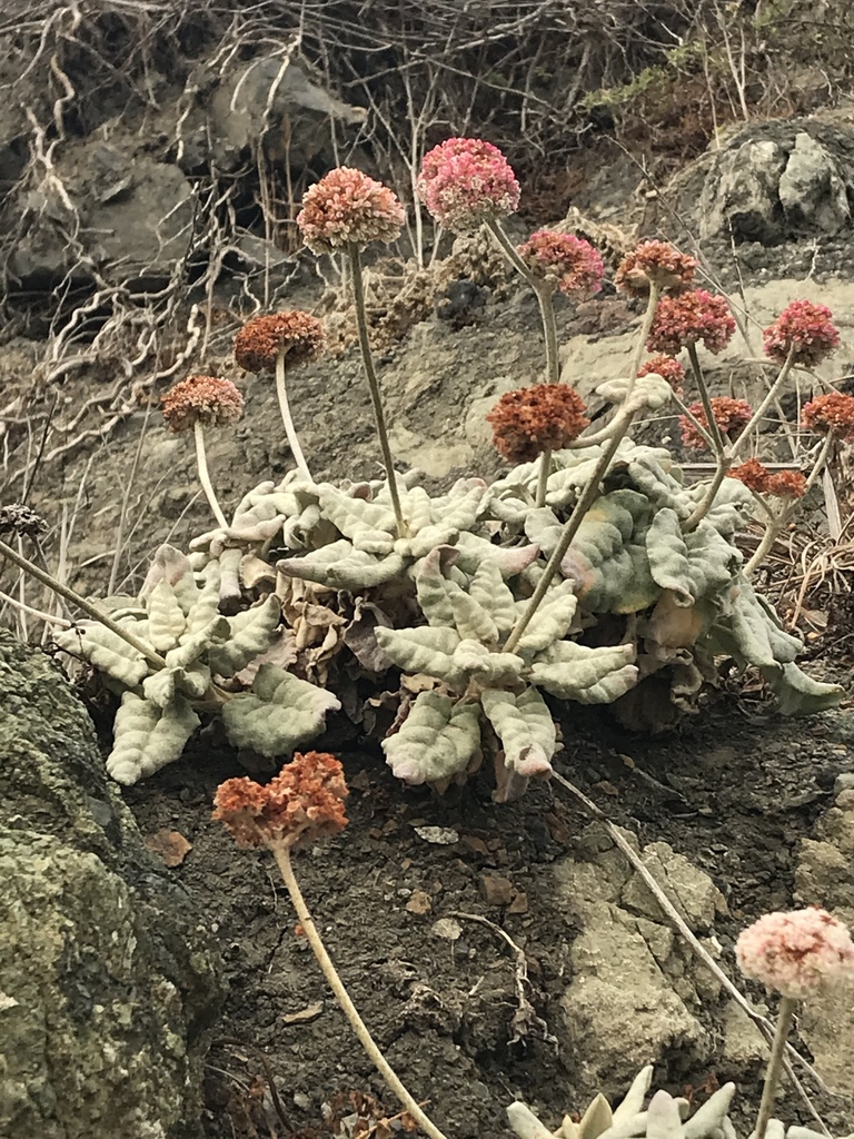 Seaside Buckwheat reference