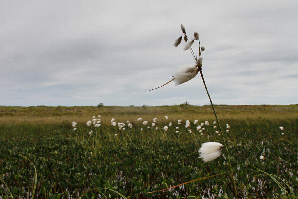 Common Cottongrass reference