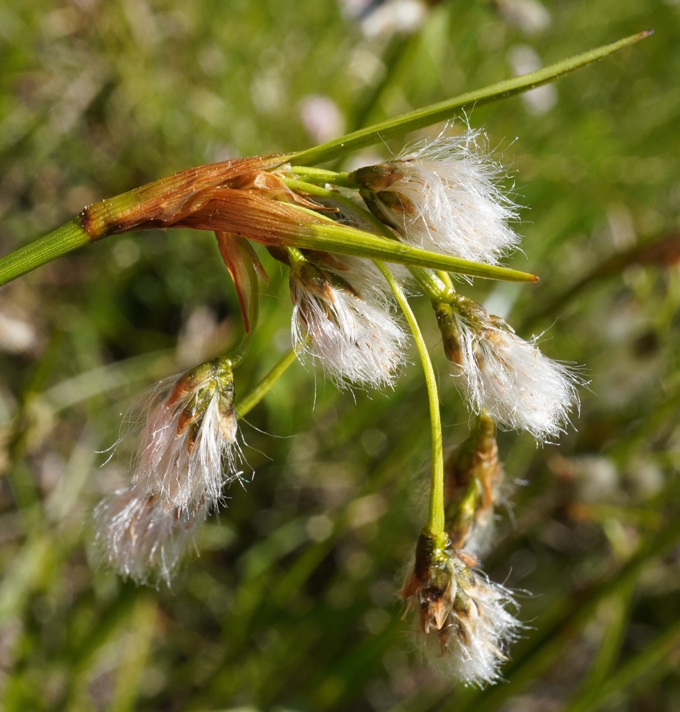Broad-leaved Cottongrass reference