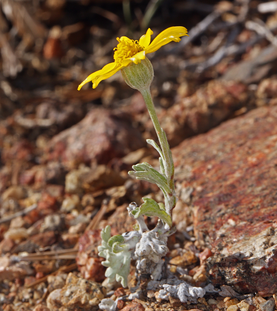Common Woolly Sunflower reference