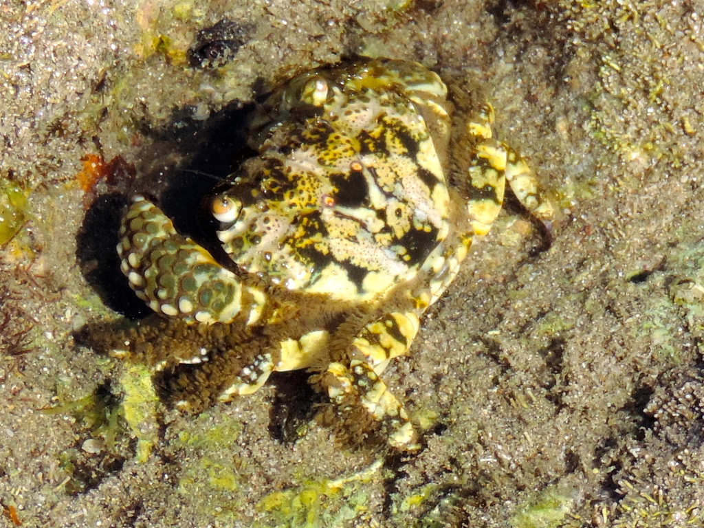 Lumpy Claw Crab reference