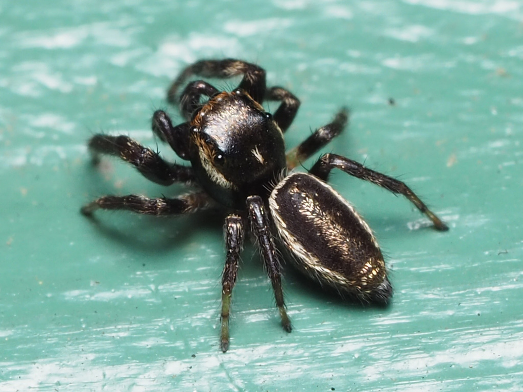 Bronze Jumping Spider reference