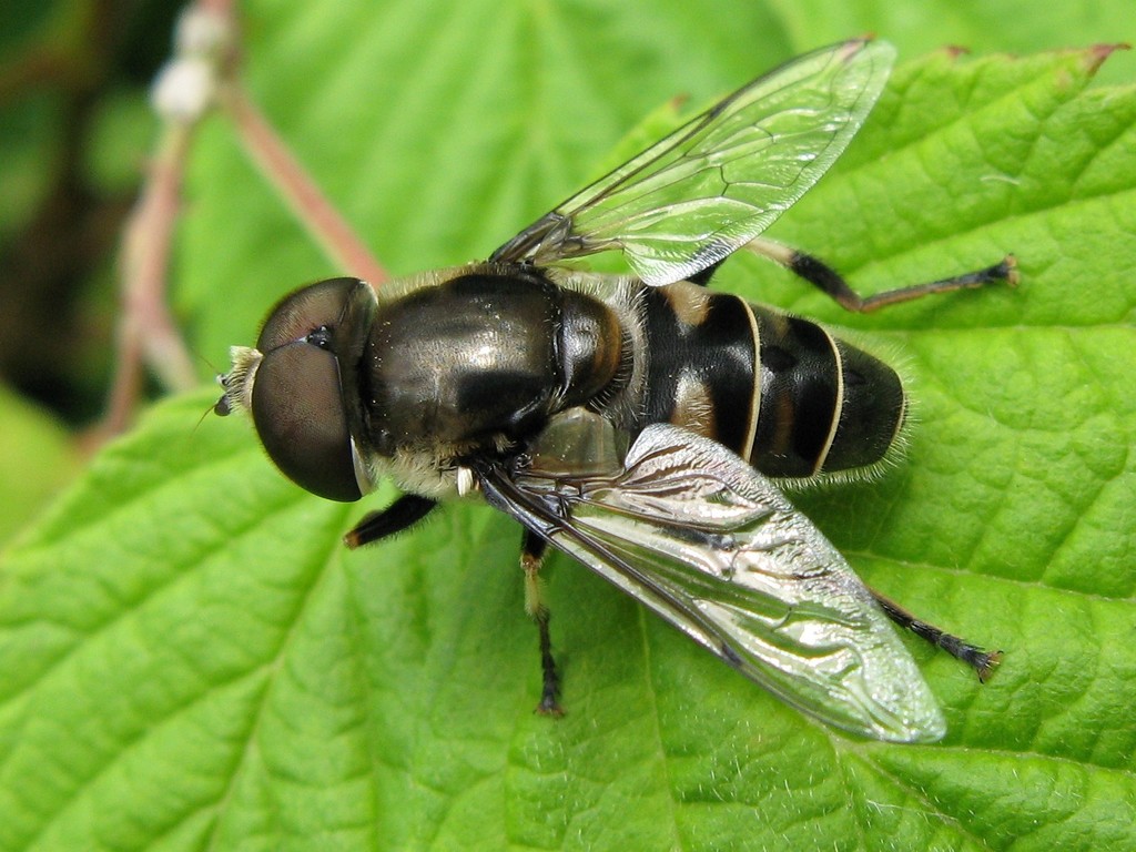 Black-shouldered Drone Fly reference