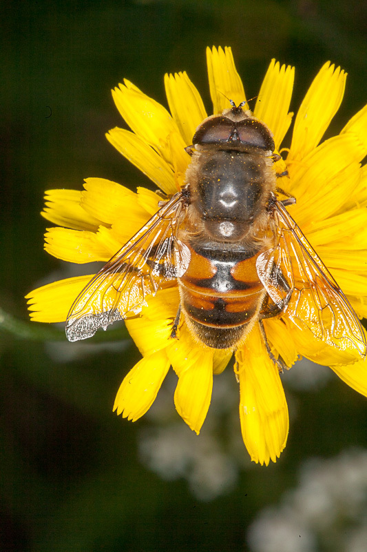 Common Drone Fly reference