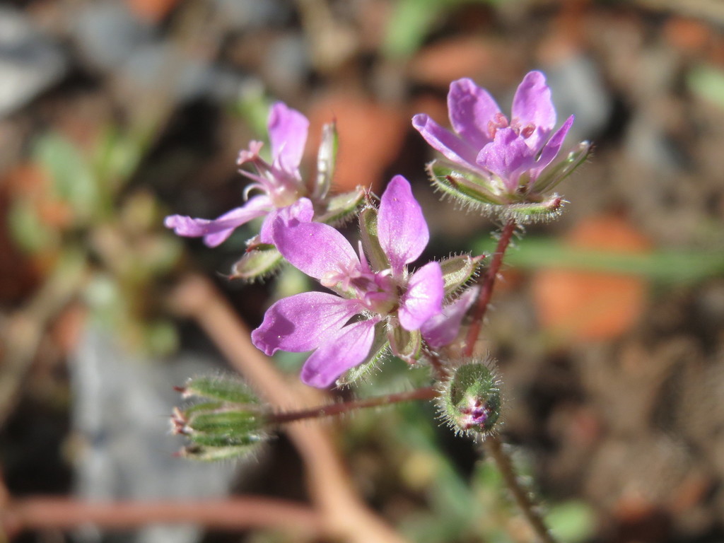 Redstem Stork's-bill reference