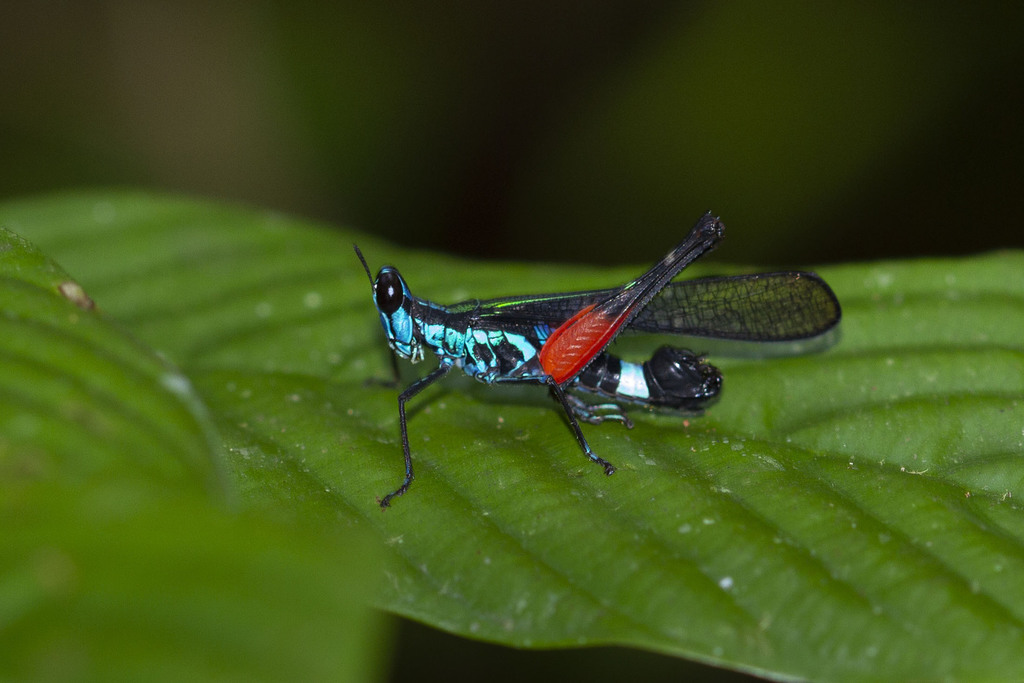 Erucius dimidiatipes reference
