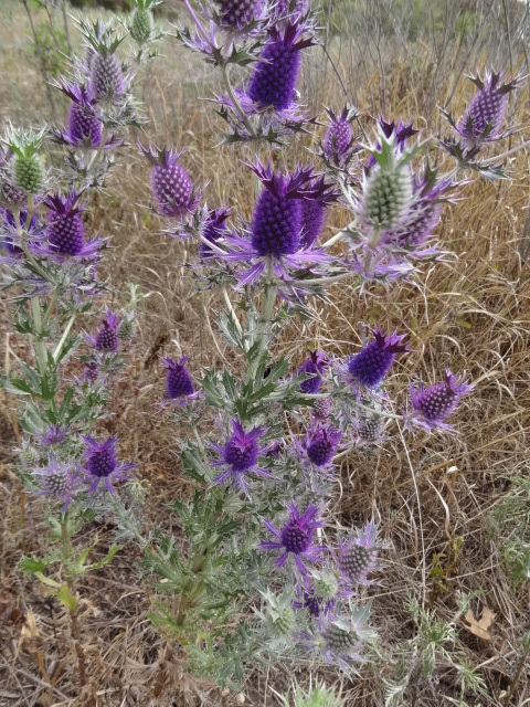Leavenworth's Eryngo reference