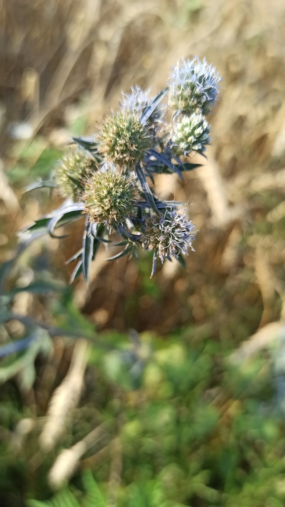 Blue Eryngo reference