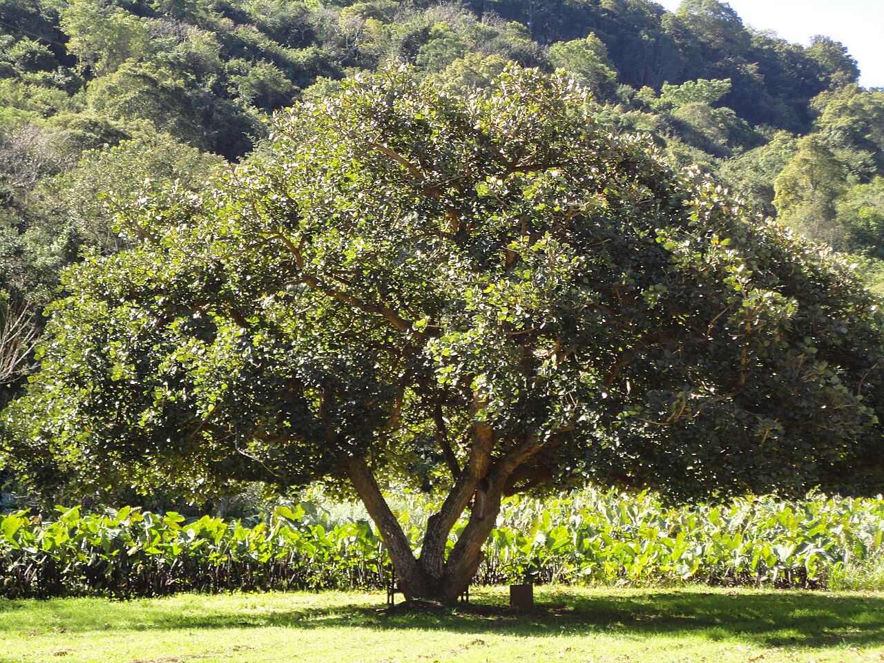 Erythrina caffra reference