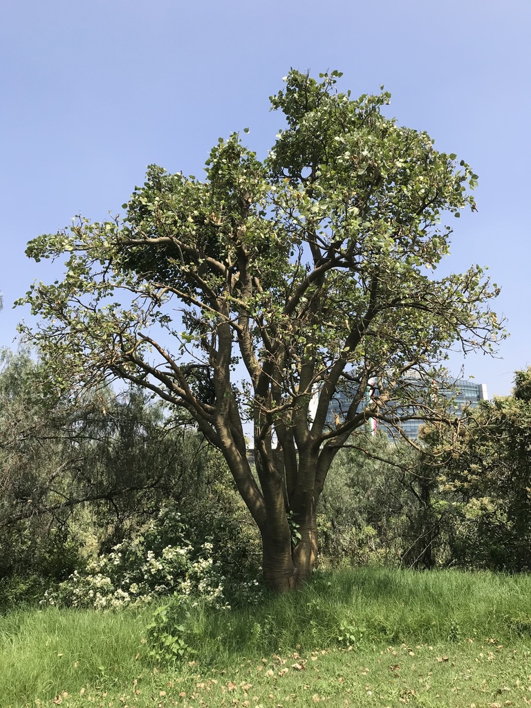 Erythrina coralloides reference