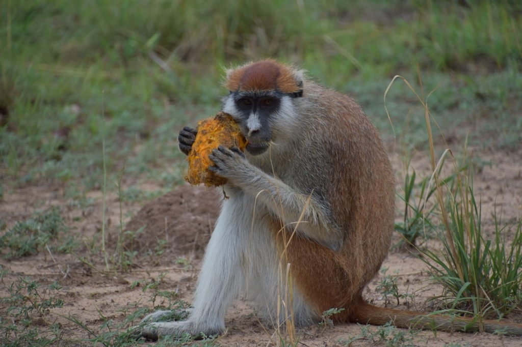 Patas Monkey reference