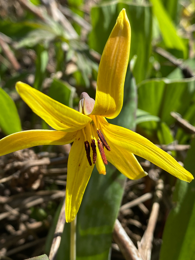 Yellow Trout Lily reference