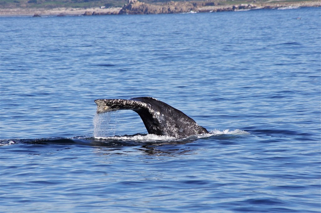 Gray Whale reference