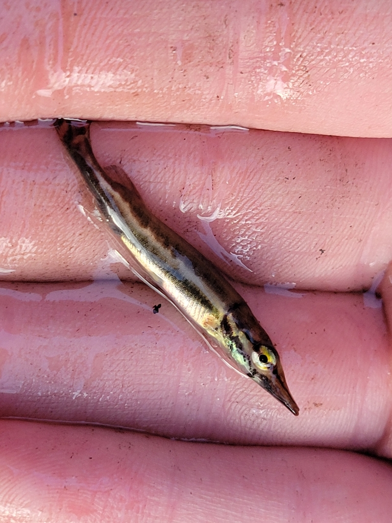 Chain Pickerel reference