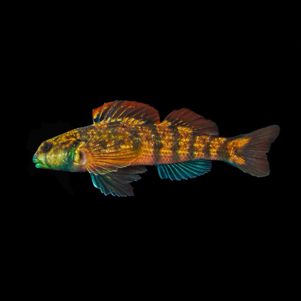 Seagreen Darter reference