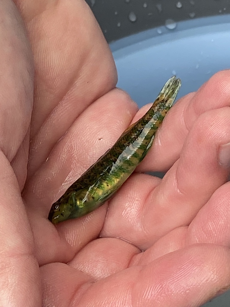 Banded Darter reference