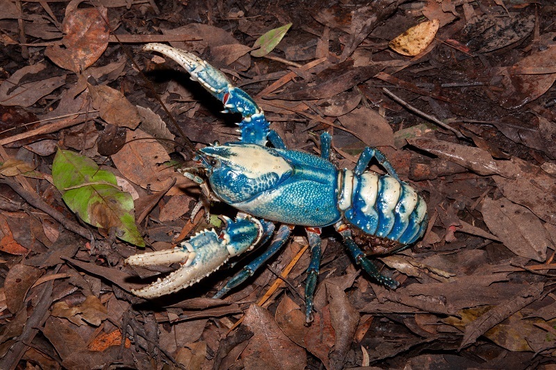 Lamington Spiny Crayfish reference