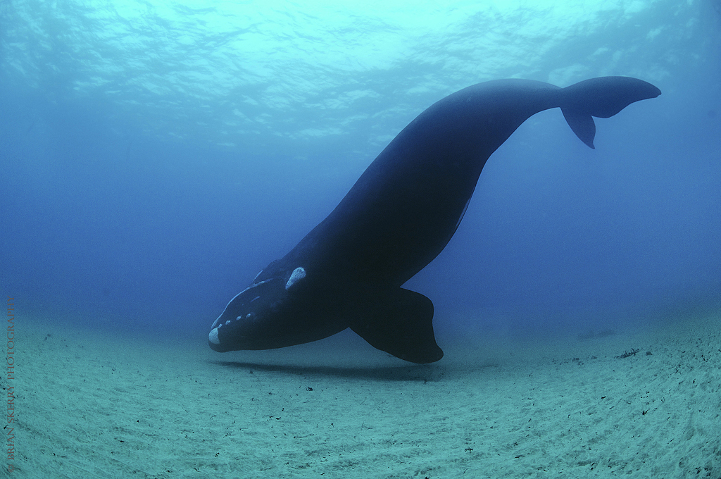 Southern Right Whale reference