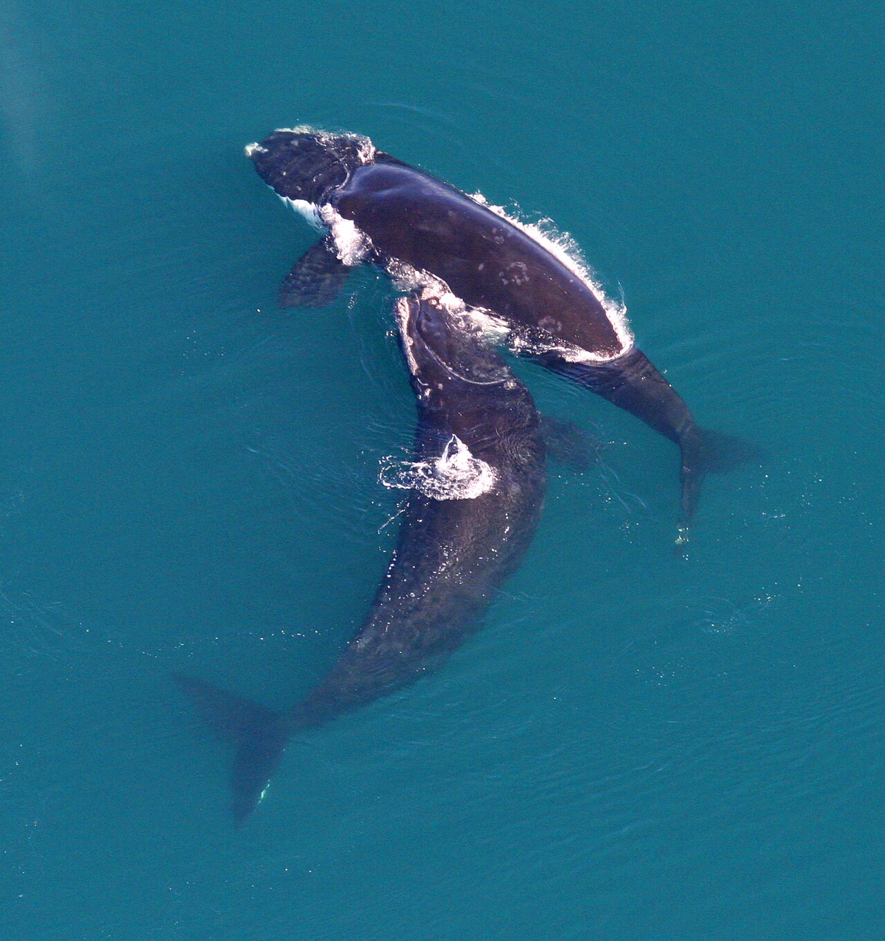 North Atlantic Right Whale reference