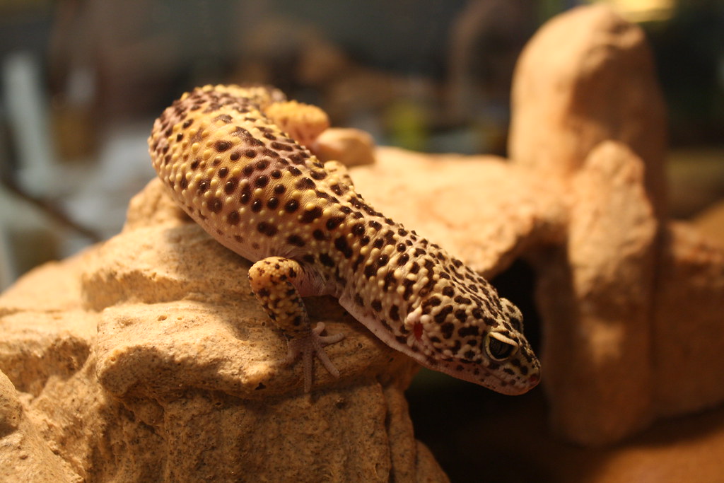 Common Leopard Gecko reference