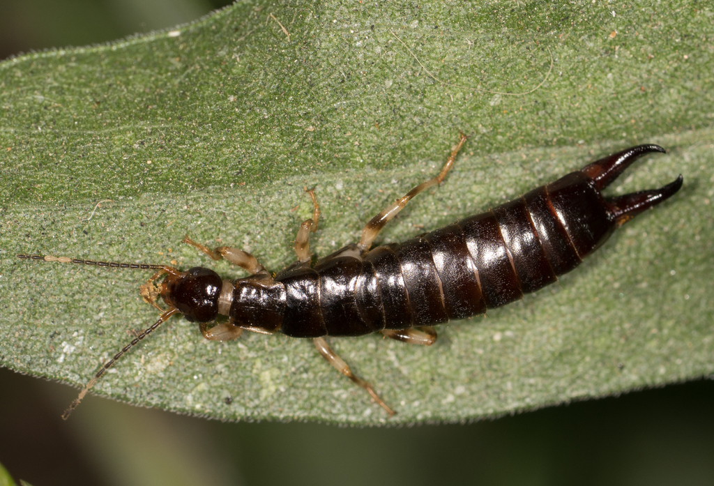 Ring-legged Earwig reference
