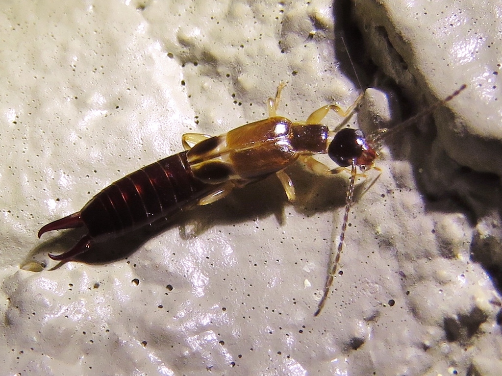 African earwig reference
