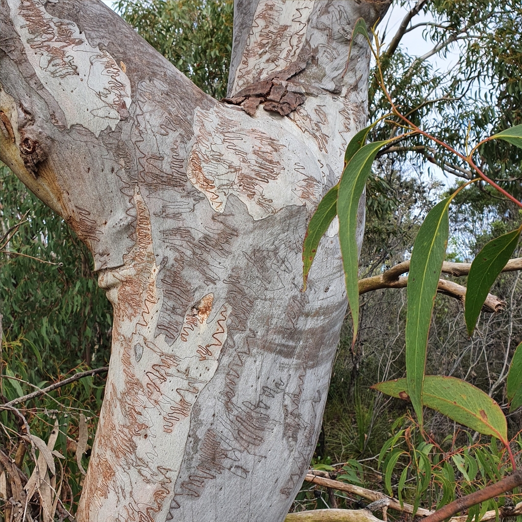 Scribbly Gum reference