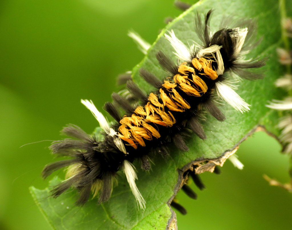 Milkweed Tussock Moth reference