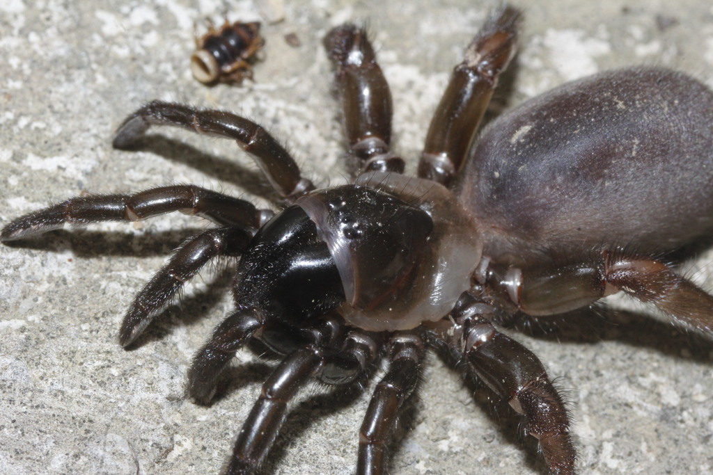 Southwestern Trapdoor Spider reference