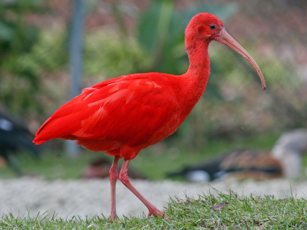 Scarlet Ibis reference