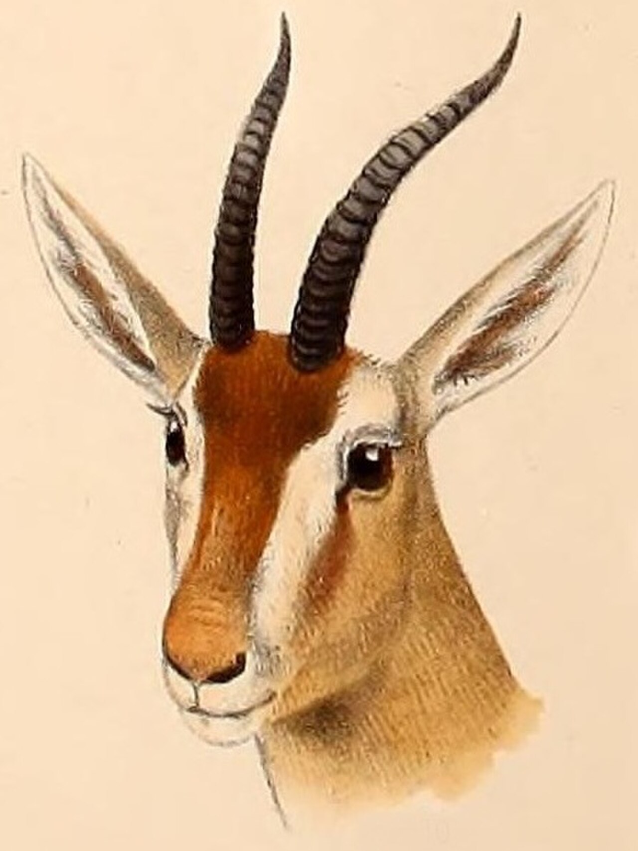 Red Gazelle reference