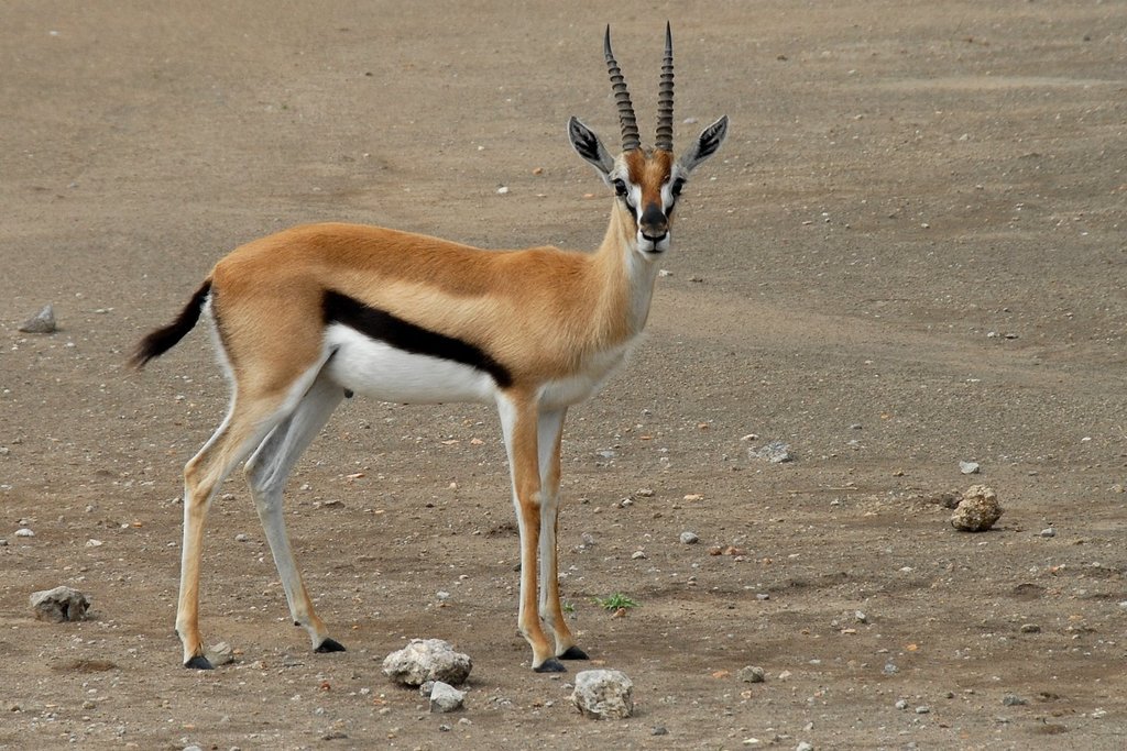 Thomson's Gazelle reference