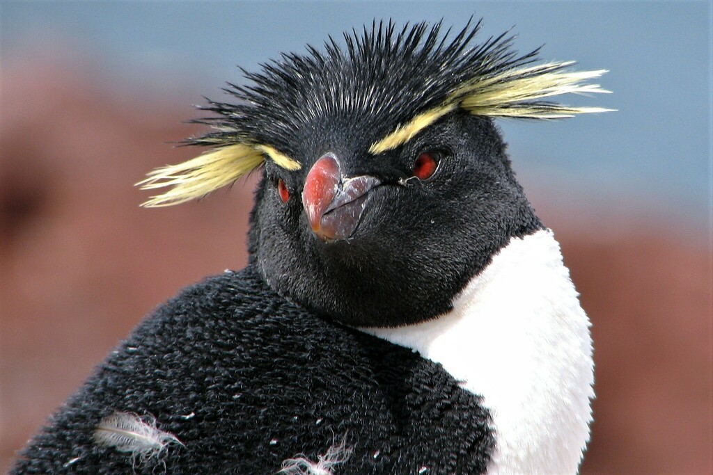 Western Rockhopper Penguin reference