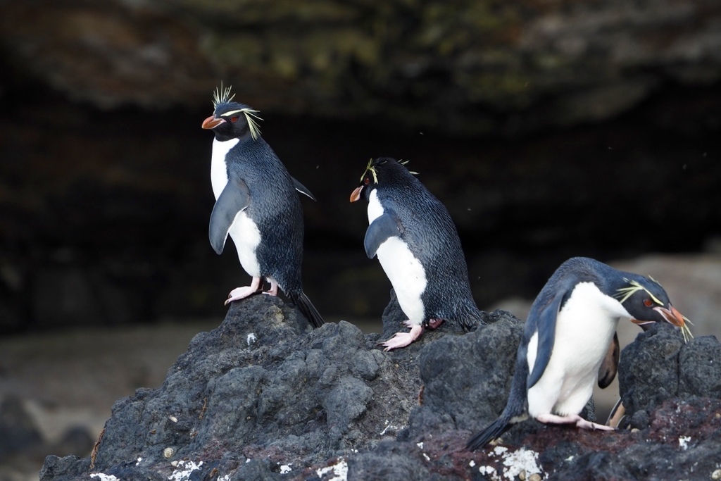 Eastern Rockhopper Penguin reference