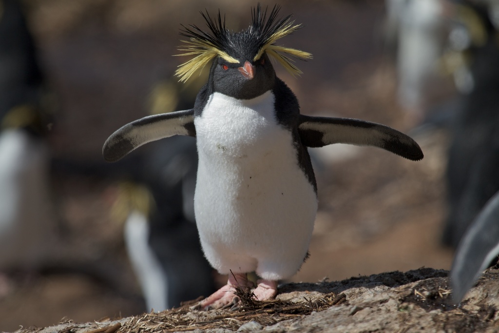 Moseley's Rockhopper Penguin reference